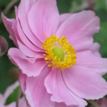 Анемона (ветренница) японская розовая (Anemone japonica)