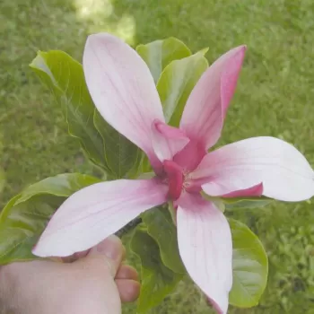 Магнолія гібридна 'Рікі' (Magnolia hibrida 'Ricki')