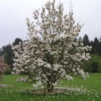 Магнолия Суланжа 'Специоза' (Magnolia soulangeana 'Speciosa')