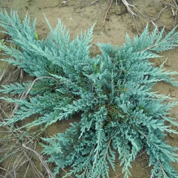 Ялівець горизонтальний 'Блу Чіп' (Juniperus horisontalis 'Blue Chip')