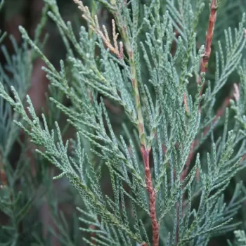 Ялівець скельний 'Скайрокет' (Juniperus scopulorum 'Skyrocket')