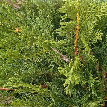 Ялівець середній / пфіцеріана (Juniperus pfizeriana Schmidt.)