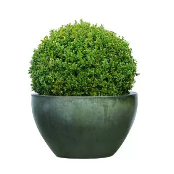 Самшит вечнозеленый 'Маргината' (Buxus sempervirens 'Marginata')