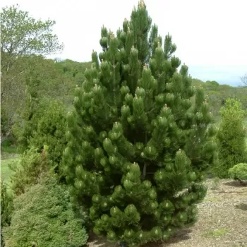 Сосна белокорая 'Сателіт' (Pinus heldreichii 'Satelit')