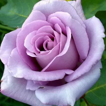 Троянда 'Блу Мун' (Rosa 'Blue Moon')