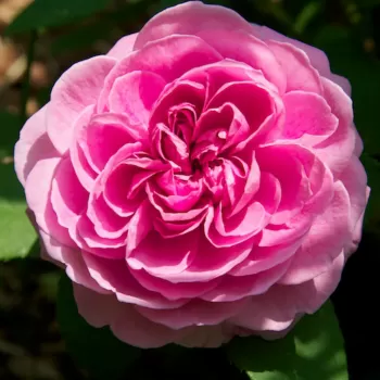 Роза 'Гертруда Джекилл' (Rosa 'Gertrude Jekyll')