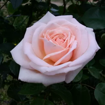 Троянда 'Пенні Лейн' (Rosa 'Penny Lane')