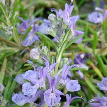 Розмарин лікарський 'Корсикан Блю' (Rosmarinus officinalis Corsican 'Blue')