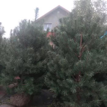 Сосна звичайна (Pinus sylvestris)