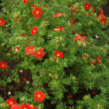 Лапчатка кустарниковая 'Ред Айс' (Potentilla Fruticosa 'Red Ice')