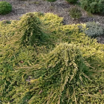 Ялівець горизонтальний 'Голден Карпет' (Juniperus horizontalis 'Golden Carpet')