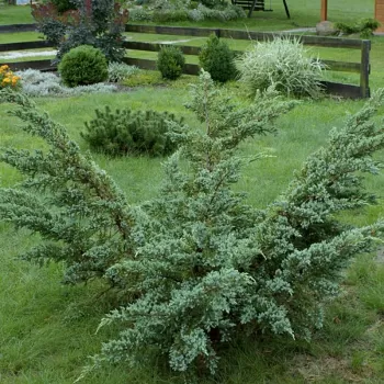 Можжевельник чешуйчатый 'Мейери' (Juniperus squamata 'Meyeri')