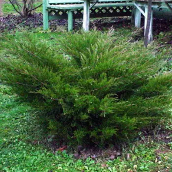Ялівець середній 'Mint Julep' (Juniperus x media 'Mint Julep')