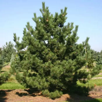 Сосна черная (Pinus nigra)