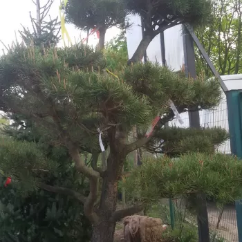 Сосна скручена (бонсай) (Pinus contorta Douglas ex Loudon)