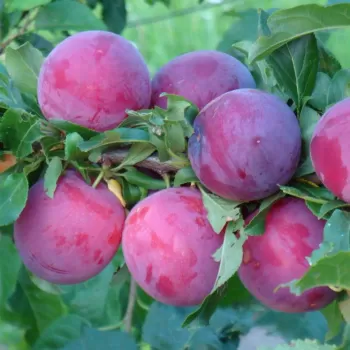 Алича 'Рясна' (Prunus divaricata Ledeb. )