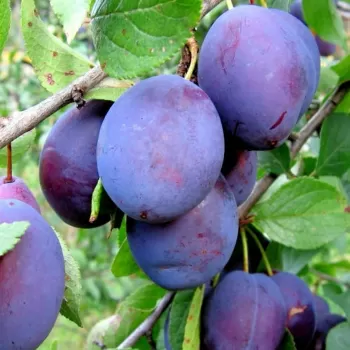 Слива 'Анна Шпет' (Prunus domestica
L.)