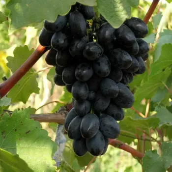 Виноград 'Кодрянка' (Vitis vinifera L.)