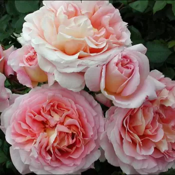 Роза английская Остина 'Абрахам Дерби' (Rosa 'Abraham Darby')