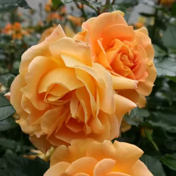 Троянда 'Голдельзе '(Rosa 'Goldelse')