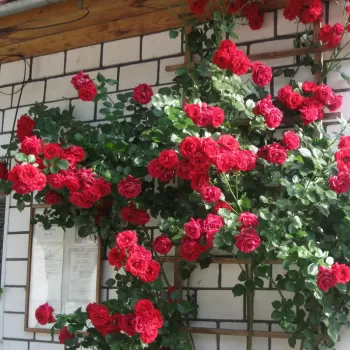 Троянда 'Нахеглут' (Rosa 'Naheglut')