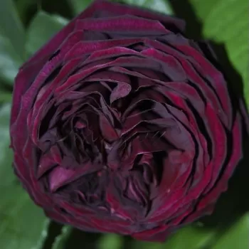 Троянда англійська 'Зе Принц' (Rosa 'The Prince')