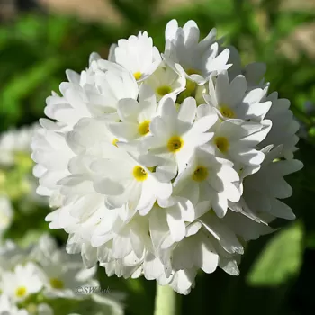Примула мелкозубчатая белая (Primula denticulata 'Alba')