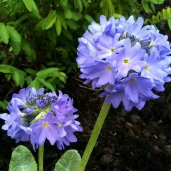Примула мелкозубчастая 'Blue' (Primula denticulata 'Blue')