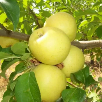 Яблуня 'Голден Резистент' (Malus domestica 'Golden Resistant')