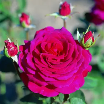 Троянда чайно-гібридна 'Біг Перпл' (Rosa 'Big Purple')