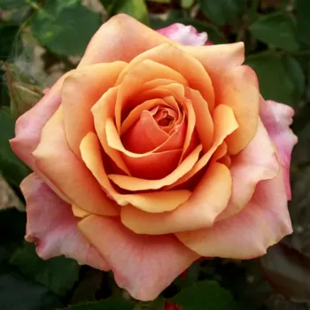 Троянда чайно-гібридна 'Чері Бренді' (Rosa 'Cherry Brandy')