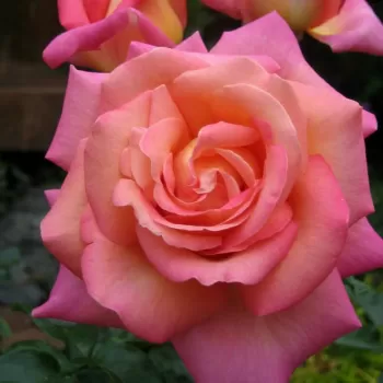 Роза чайно-гибридная 'Чикаго Пис' (Rosa 'Chicago Peace')