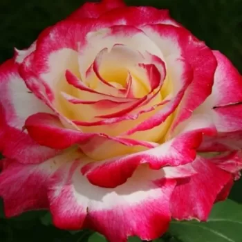 Роза чайно-гибридная 'Дабл Делайт' (Rosa 'Double Delight')