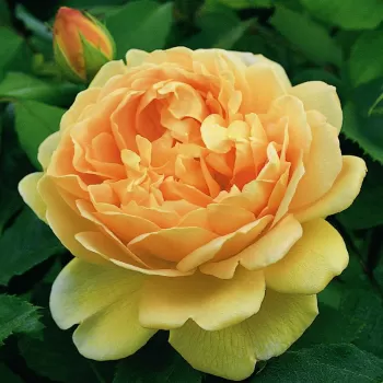 Троянда англійська Остіна 'Голден Селебрейшен' (Rosa Austin 'Golden Celebration')