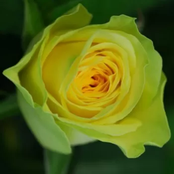 Троянда чайно-гібридна 'Іліос' (Rosa 'Ilios')