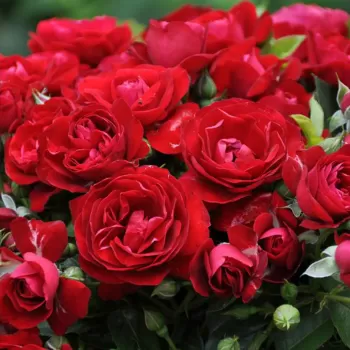 Троянда флорибунда 'Кер де Ванді' (Rosa 'Coeurs de Vendee')