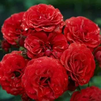 Троянда бордюрна 'Кордула' (Rosa 'Cordula')