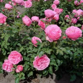 Троянда флорибунда 'Леонардо да Вінчі' (Rosa 'Leonardo da Vinci')