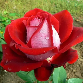 Троянда чайно-гібридна 'Люксор' (Rosa 'Luxor')