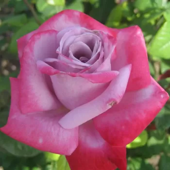 Троянда чайно-гібридна 'Парадіз' (Rose 'Paradise')