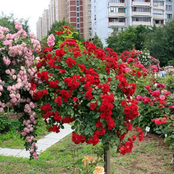 Роза почвопокровная 'Ред Каскад' (Rosa 'Red Cascade')