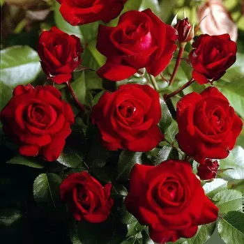 Роза миниатюрная 'Ред Макарена' (Rosa 'Red Macarena')