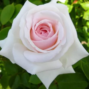 Роза плетистая 'Шванензее' (Rosa 'Schwanensee')