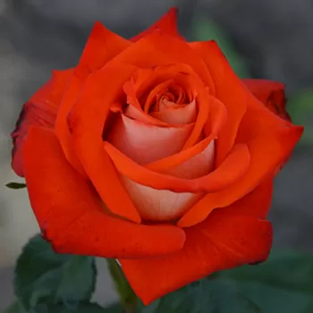 Троянда чайно-гібридна 'Верано' (Rosa 'Verano')