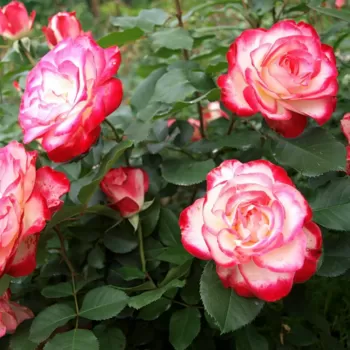 Троянда флорибунда Жюбіле дю Принс де Монако