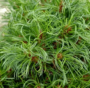 Сосна Веймутова 'Green Twist' на штамбі (Pinus strobus 'Green Twist')