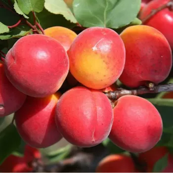 Абрикос 'Біг Ред' (Prunus armeniaca 'Big Red')