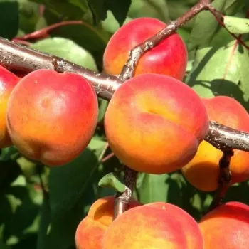 Абрикос 'Пинкот' (Prunus armeniaca 'Pinkcot')