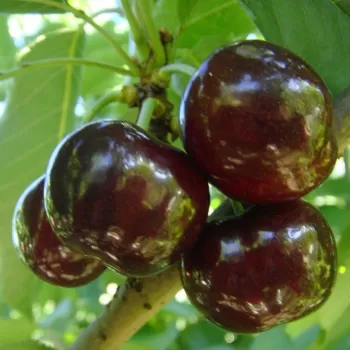 Черешня Свитхарт (Prunus avium 'Sweetheart')
