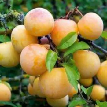 Слива 'Байрон Голд' (Prunus domestica
L.)